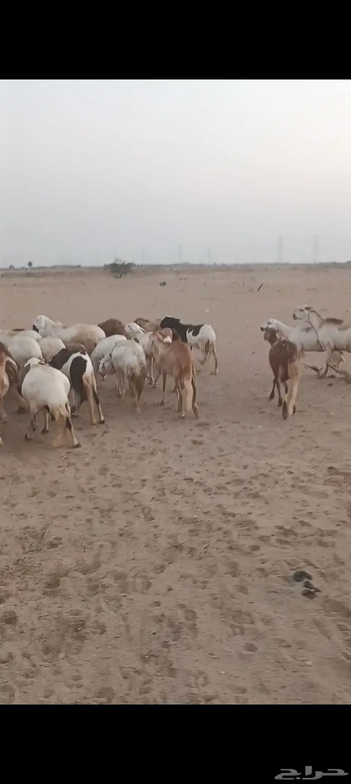 40 ضان سواكن يتبعها 28 2