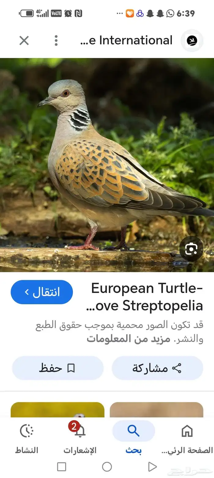 قميري انتاج محمية 1