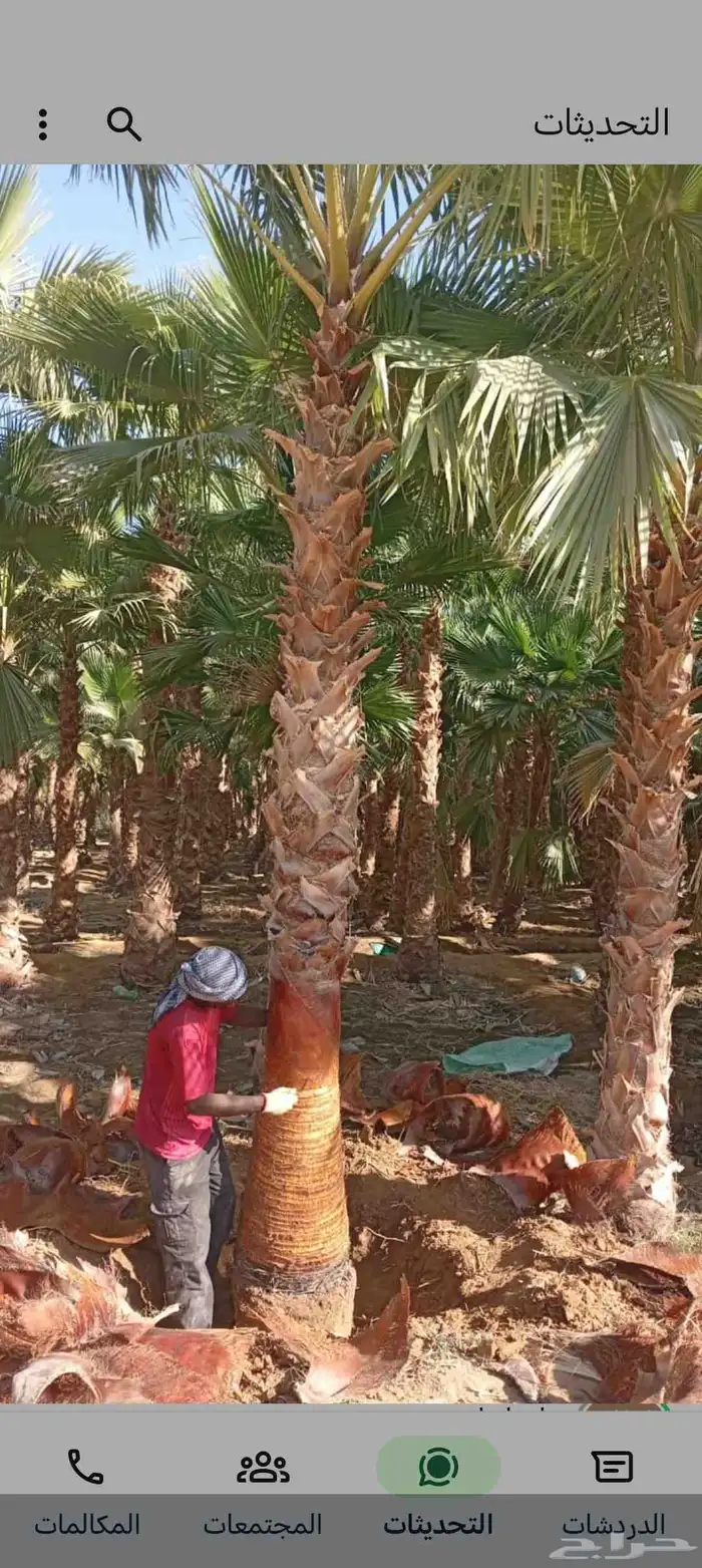 نخل نخيل واشنطن 0