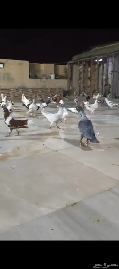 للبيع الموقع الرياض حمام شامي index