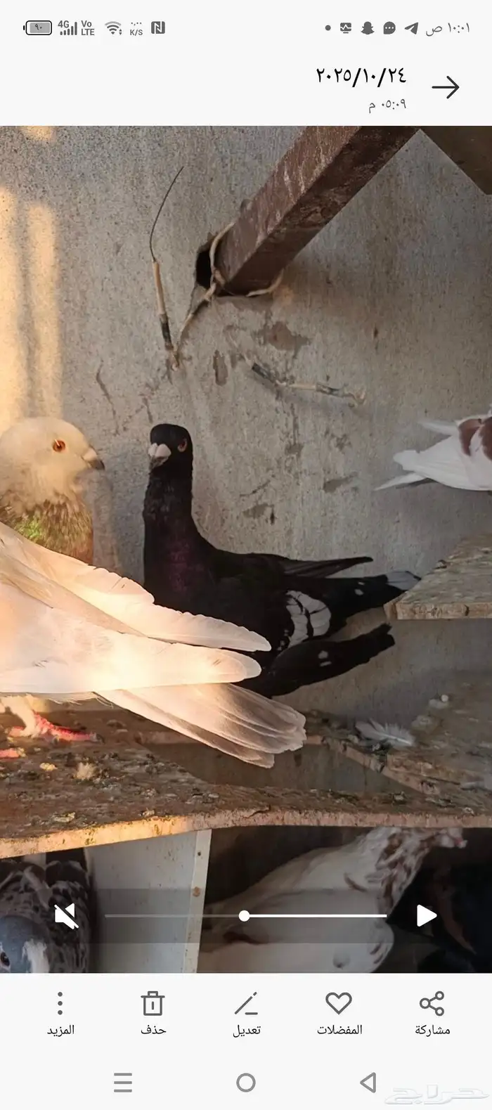 حمام شامي للبيع 1