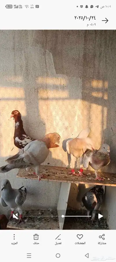 حمام شامي للبيع index