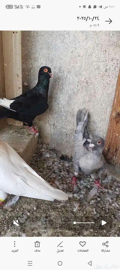 حمام شامي للبيع index