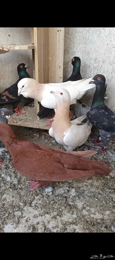 حمام شامي للبيع index