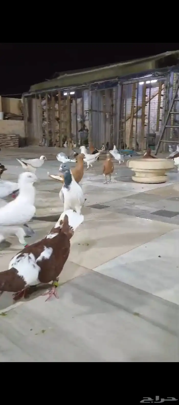 للبيع الموقع الرياض حمام شامي 0