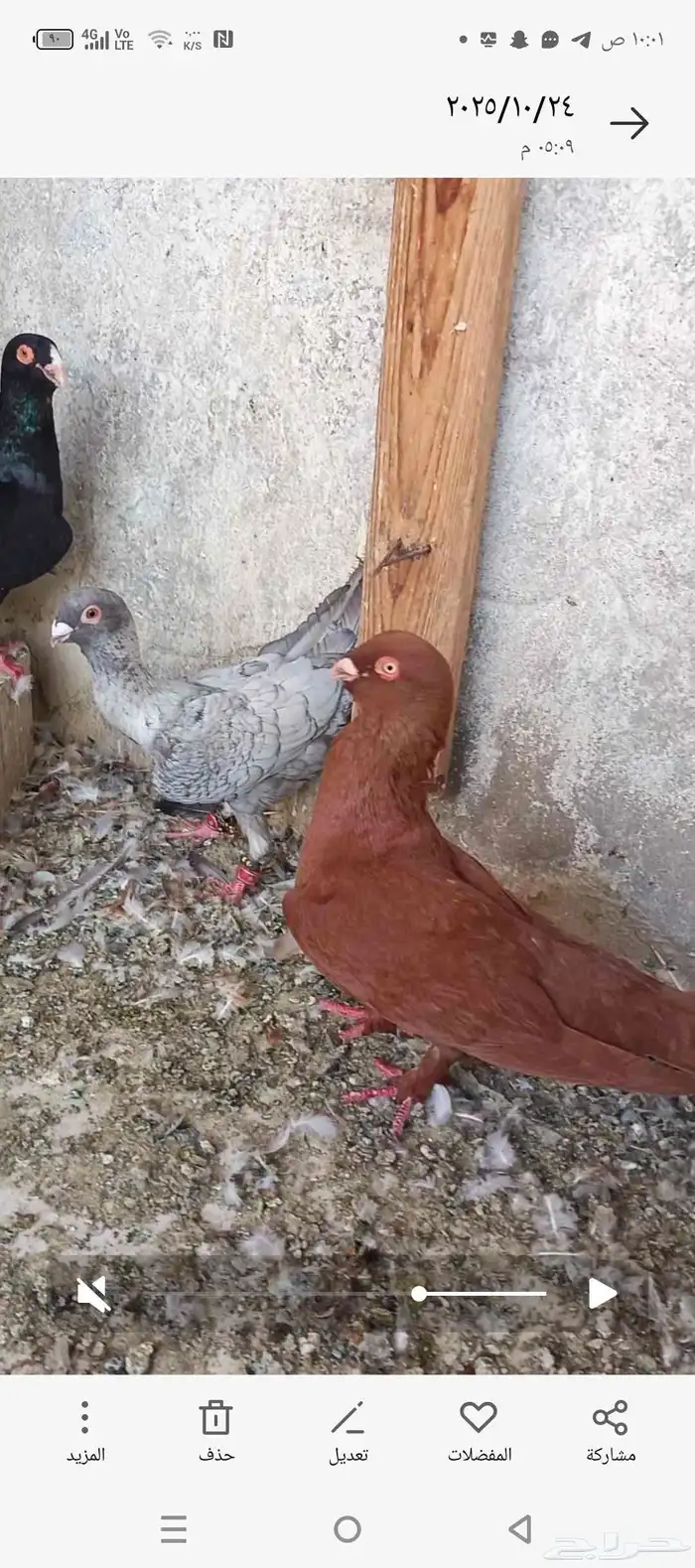 حمام شامي للبيع 3