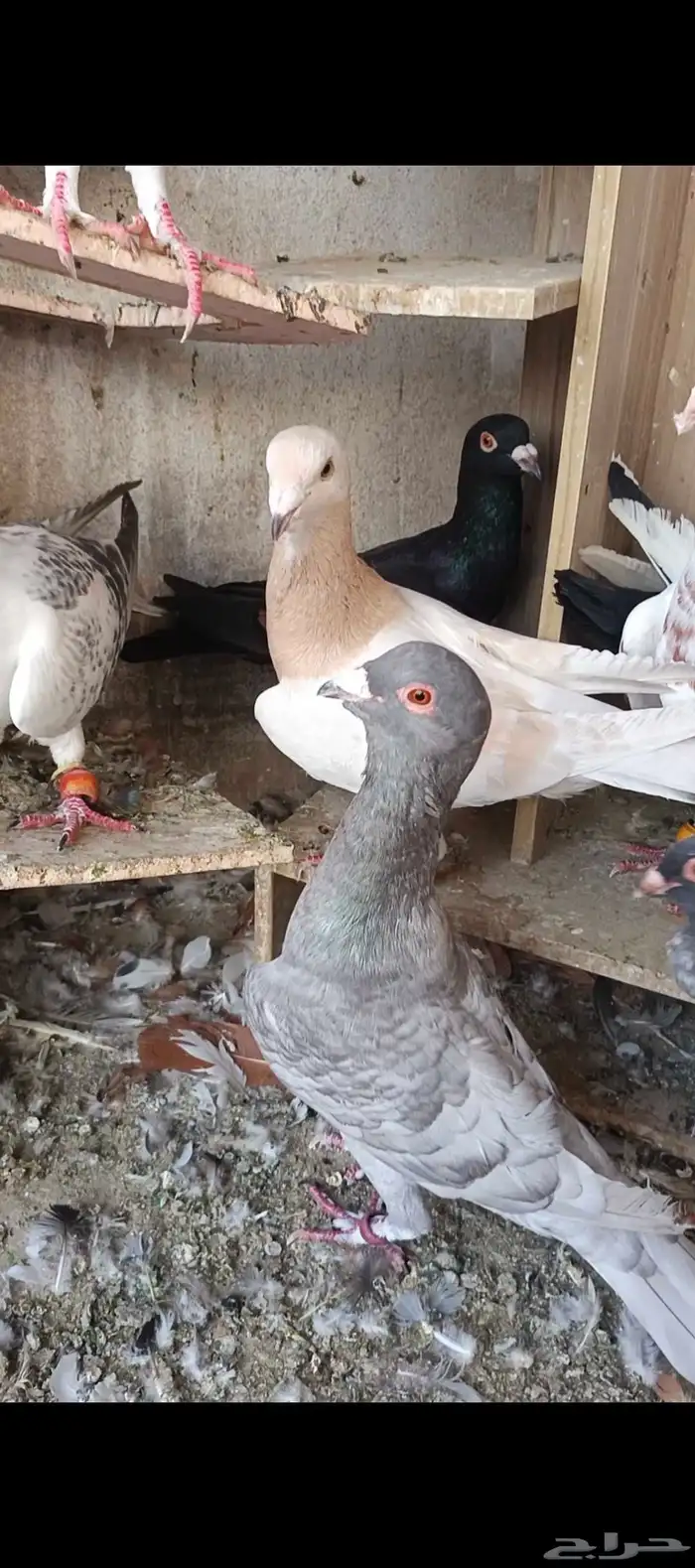 حمام شامي للبيع 5