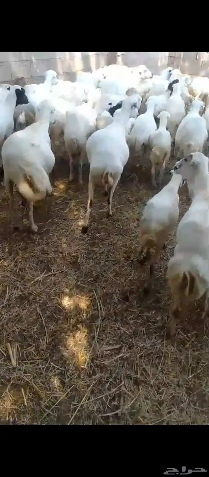 ضان رفيدي بلدي ماشاءالله تبارك الله كلها قرايب على شرط 1