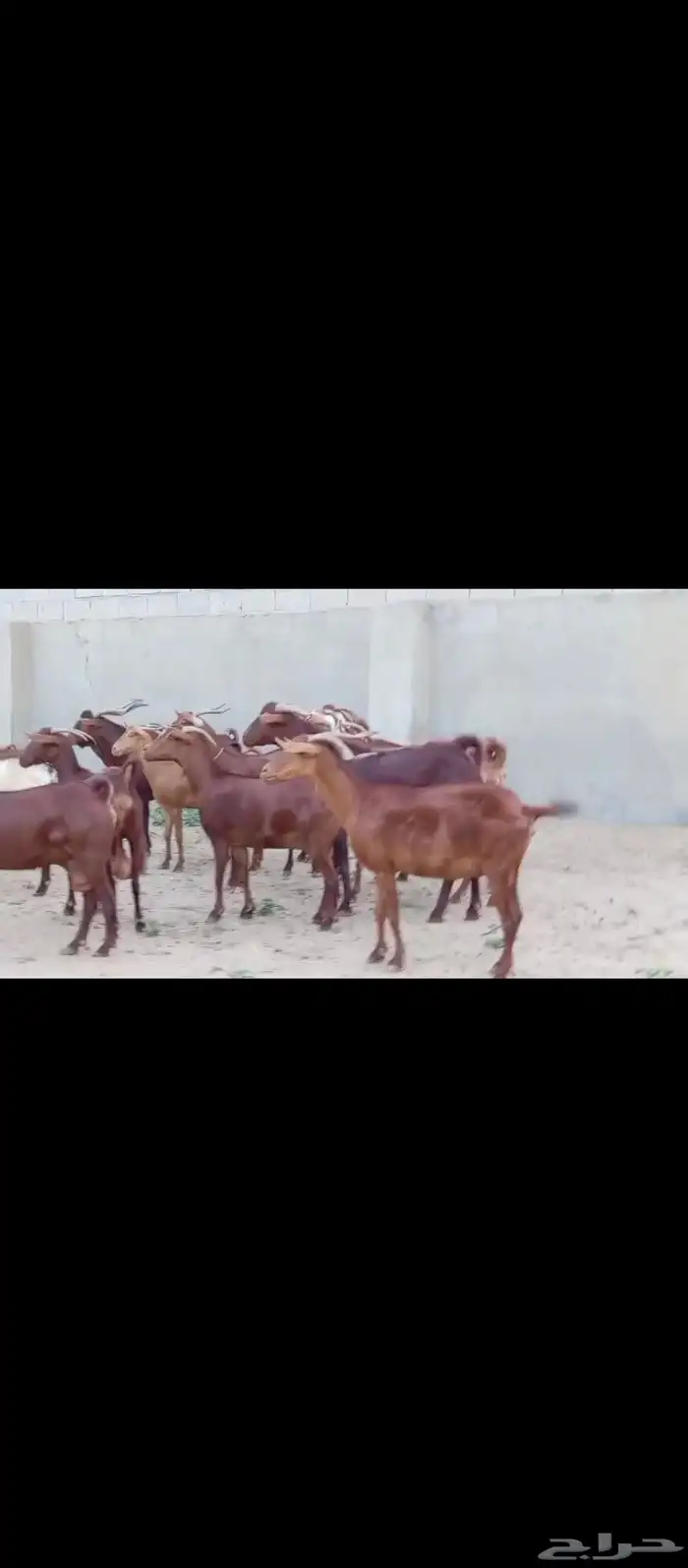 غنم دهم العدد 34 و2 فحوله فيها 2 مولدات معه 4 2