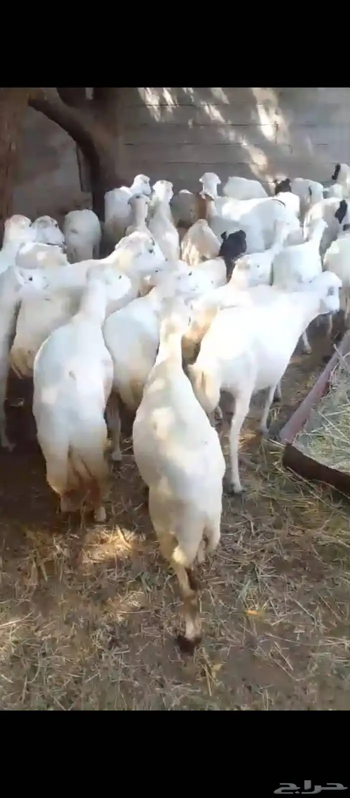 ضان رفيدي بلدي ماشاءالله تبارك الله كلها قرايب على شرط 2