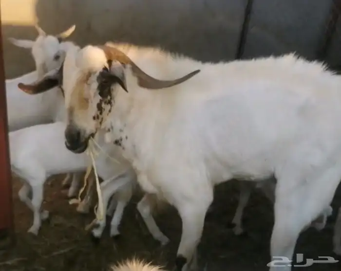 تيس فحل للبيع 0