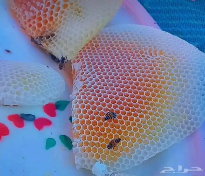 عسل سدر حضرمي اصلي درجه اولى وعلى الشرط 3