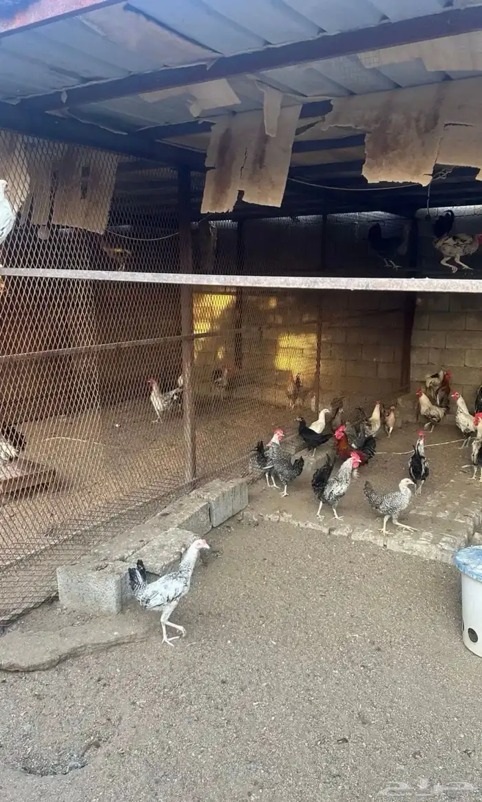 دجاج بلدي و فيومي للبيع 3