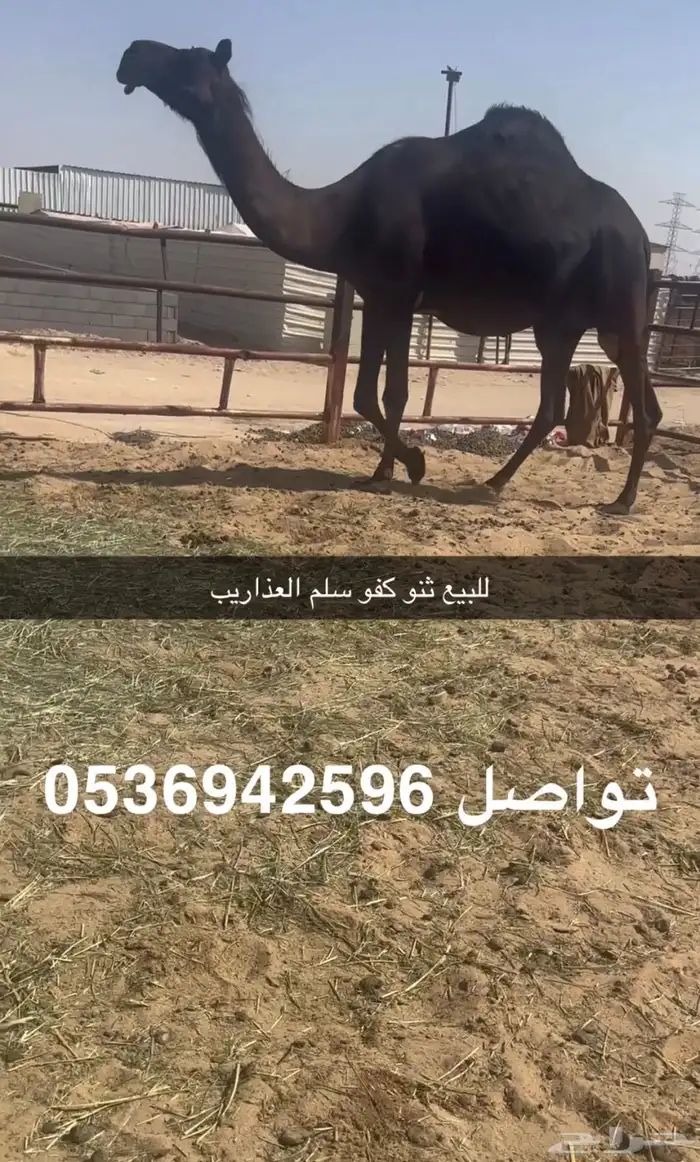 للبيع ثنو لقه سليمت العذاريب 0