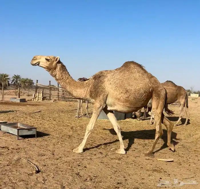 لقحه رباع حمرا 6