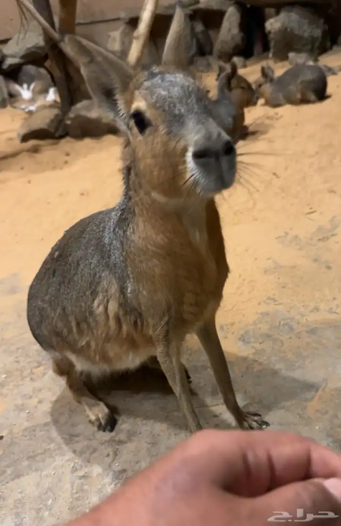 حيوان المارا النادر 0