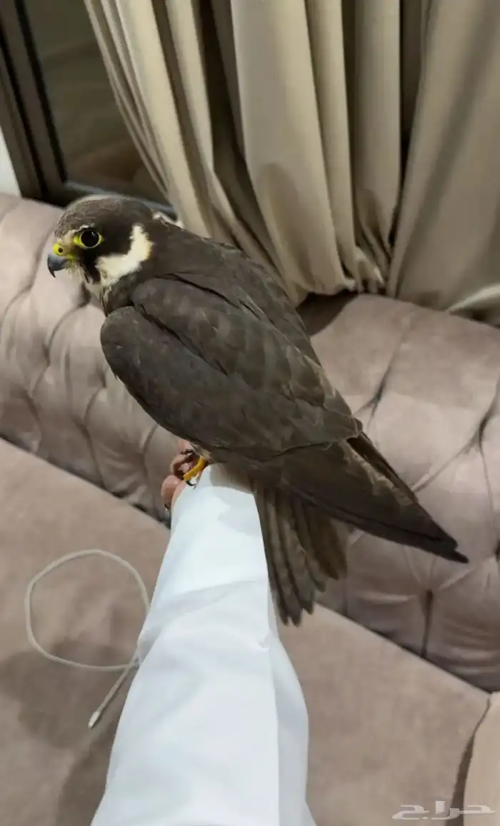 بكه او جليميه للبيع 3