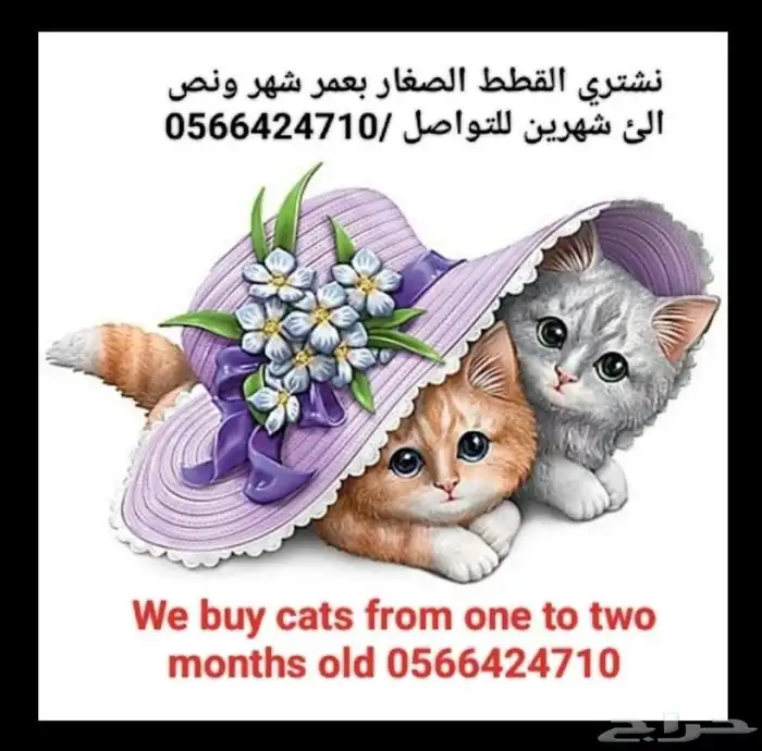 نشتري قطط بعمر شهر ونص لما شهرين 0