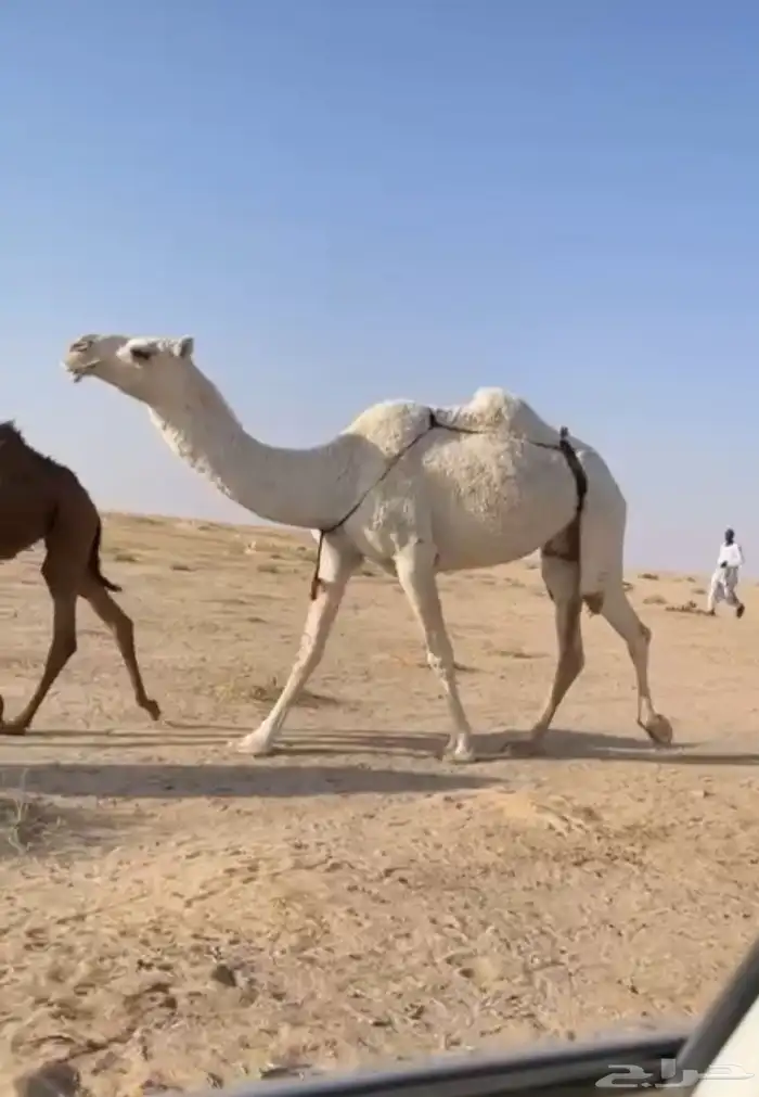 الضرايب الوضح الكفو 0