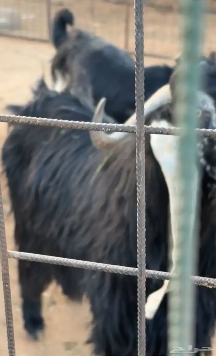 تيس عارضي فحل رباع كفو 1