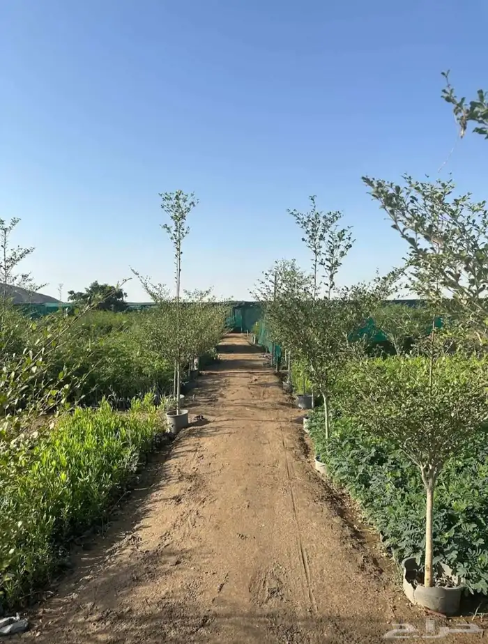 Terminalia mentalis 6