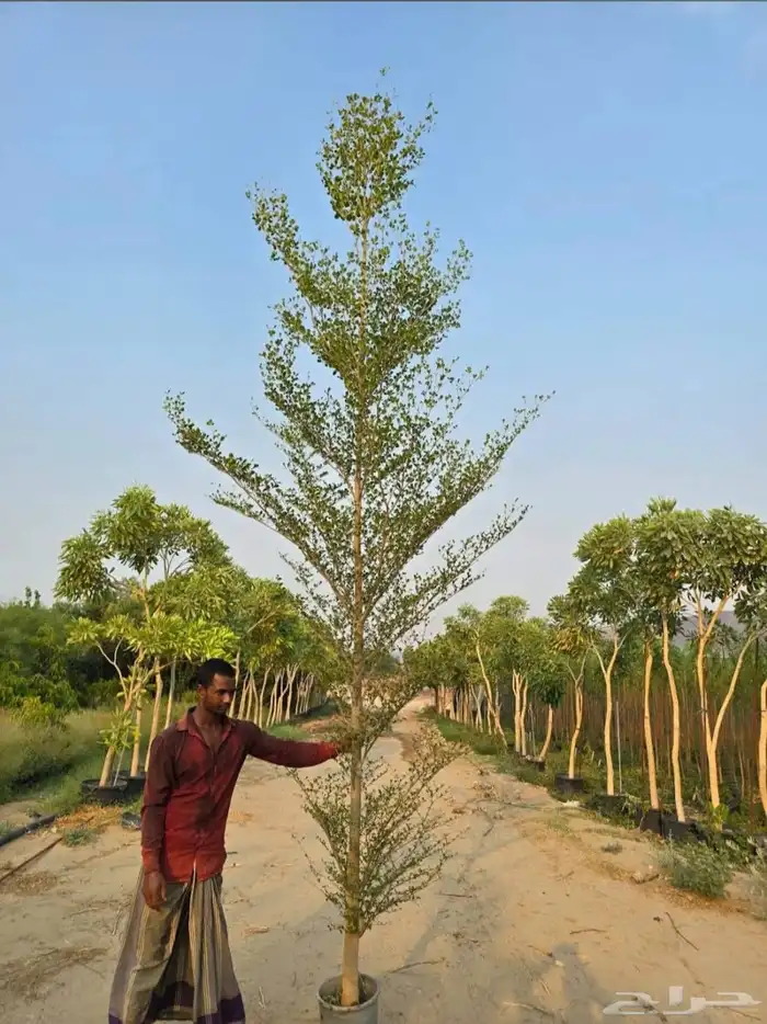 Terminalia mentalis 5