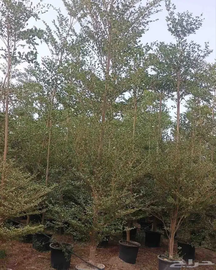 Terminalia mentalis 3