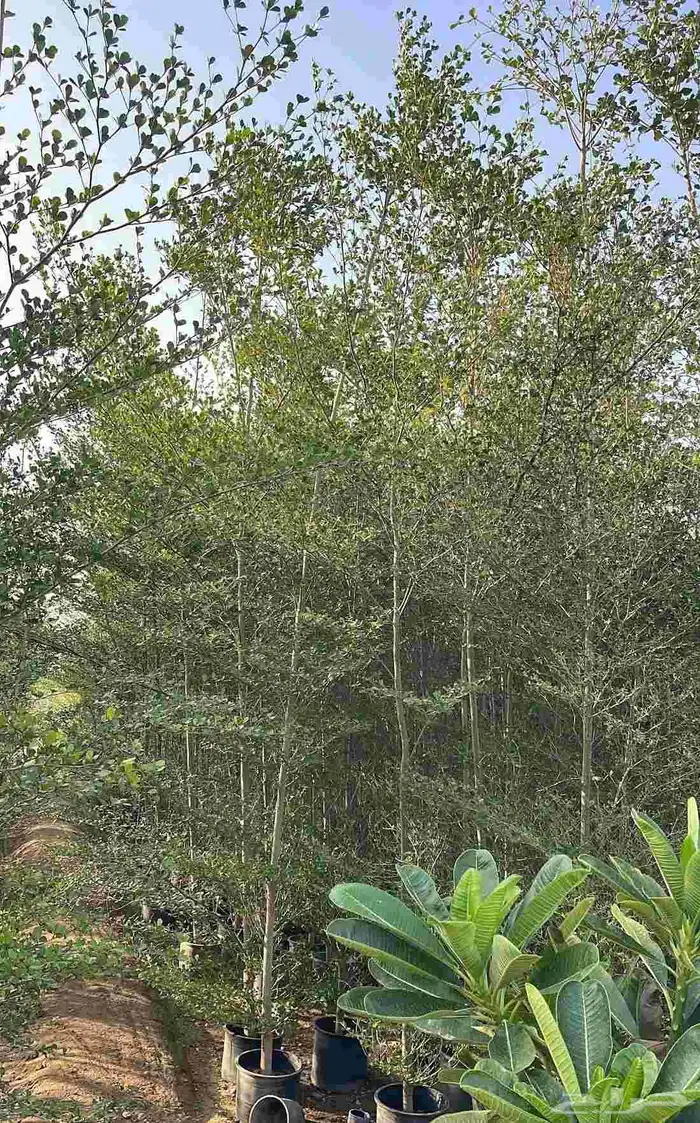 Terminalia mentalis 4