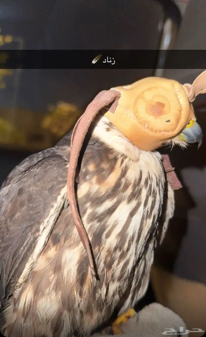 بكه او جليميه للبيع 1