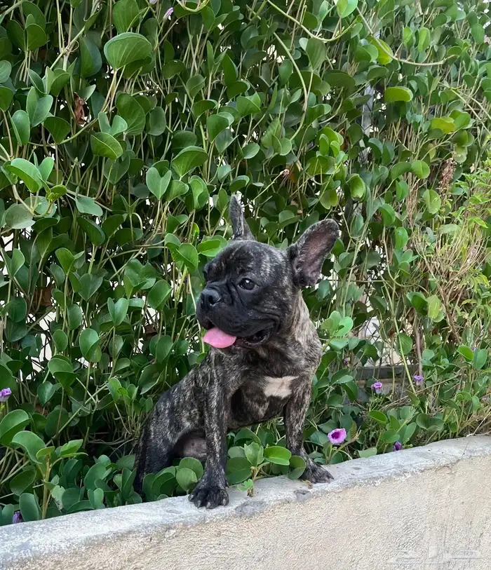 كلب للبيع فرنش بول 2