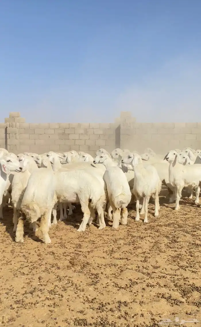 رخال حريات حرش خوات بعض صنف الصنف 116( تم البيع ) 13