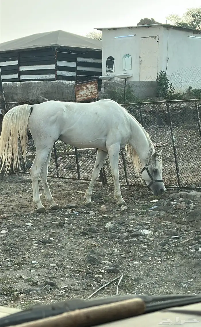 الطايف وادي ليه 1