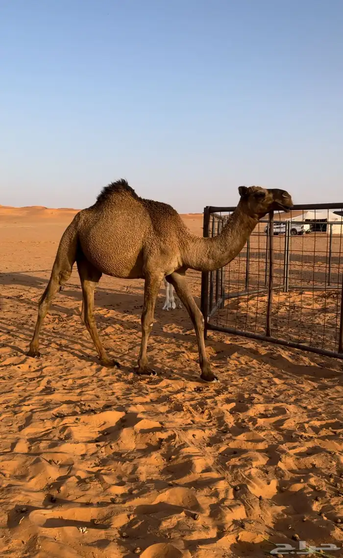 بكار للبيع 1