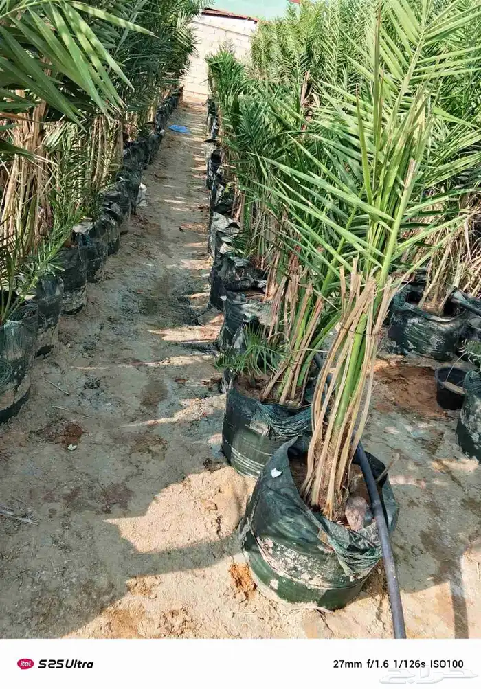 نخيل واشنطني وعربي 9