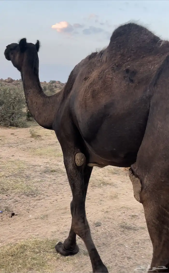 ناقه منوب لقحه فوق النصوف للبيع 0