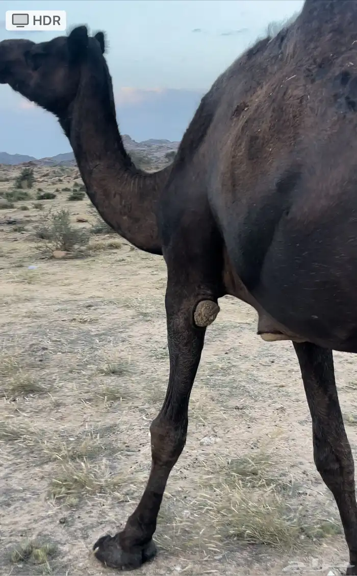 ناقه منوب لقحه فوق النصوف للبيع 1