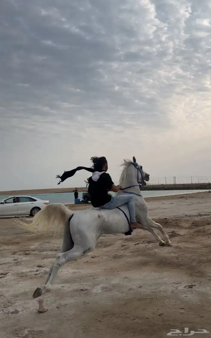 حصان شعبي 4