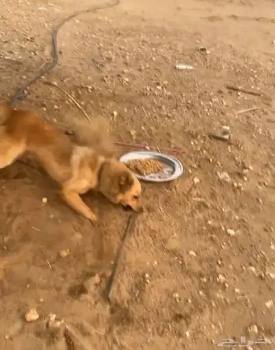 جيرمن على هاسكي سبب البيع شرس (((تم البيع))) index