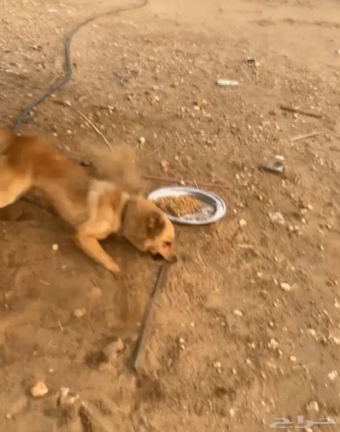 جيرمن على هاسكي سبب البيع شرس (((تم البيع))) 3