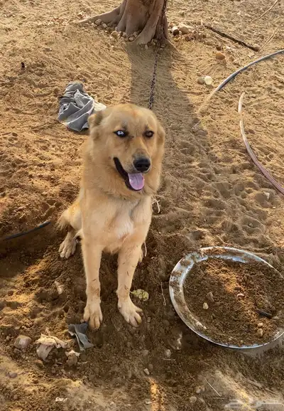 جيرمن على هاسكي سبب البيع شرس (((تم البيع))) index