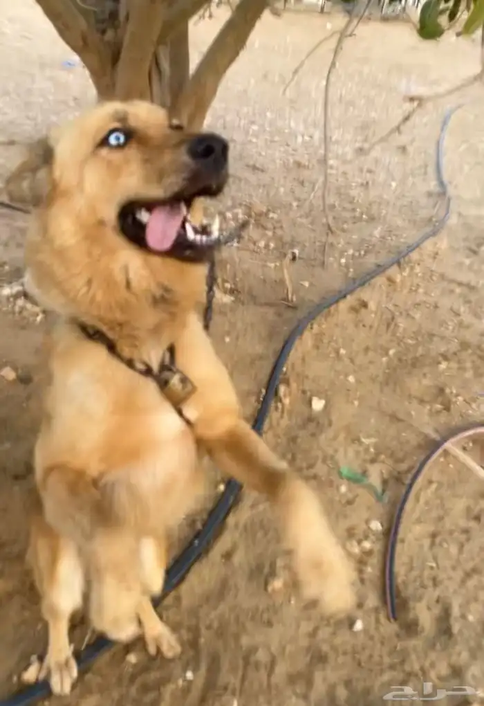 جيرمن على هاسكي سبب البيع شرس (((تم البيع))) 1