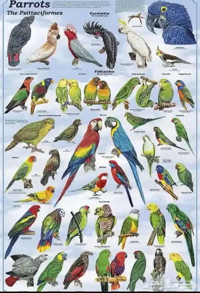 ابي اي نوع طيور لي التبني 0