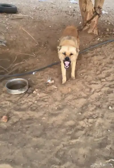 جيرمن على هاسكي سبب البيع شرس (((تم البيع))) index