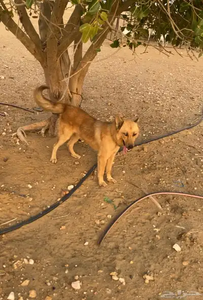 جيرمن على هاسكي سبب البيع شرس (((تم البيع))) index