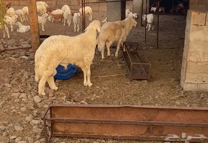 فحل حري صنف مشروط رباع 2