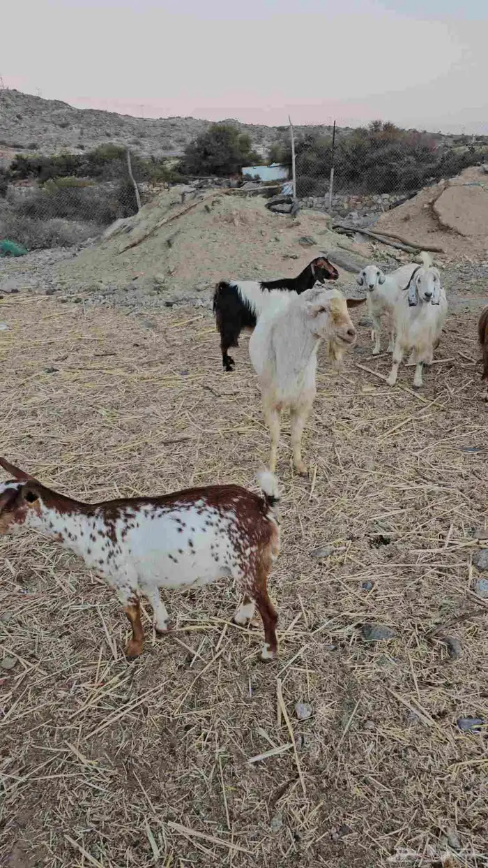 معزا مقاني 0