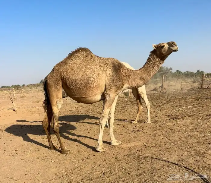 لقحه رباع حمرا 0