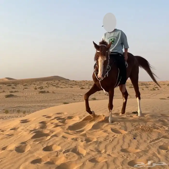 حصان شعبي للبيع 1