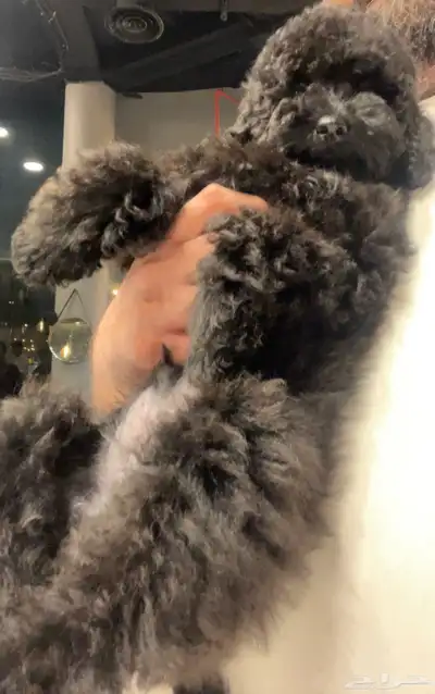 للبيع جرو بيور توي بودل مستوى عالي لون ملكي index