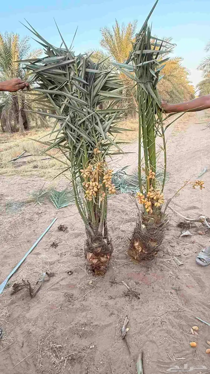 توريد جميع انواع انخيل 0